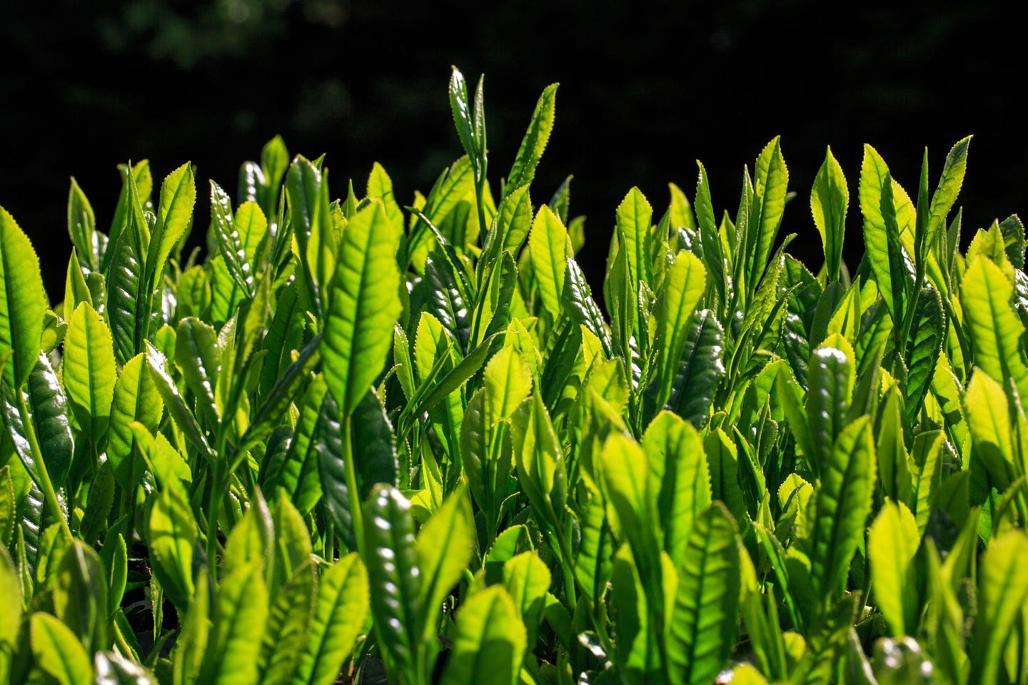 is-green-tea-supposed-to-be-bitter-thistle-sprig-tea-co