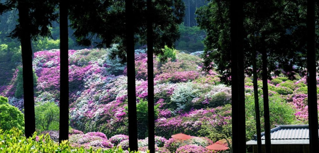 Tea Farm Scene Japan