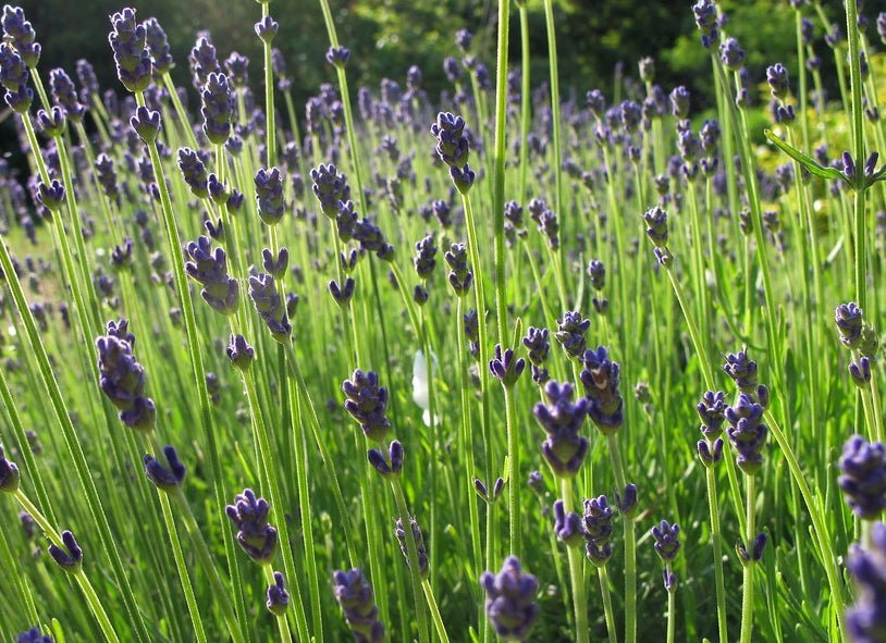 Lavender Tea Benefits - Thistle & Sprig Tea Co.