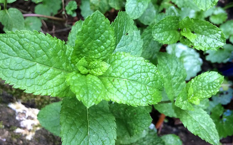 Make Your Own Tea Blends from the Garden - Thistle & Sprig Tea Co.